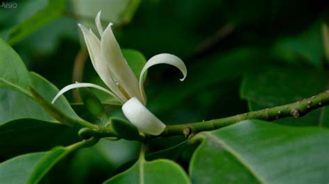 白蘭花 種植|白蘭花怎麼種